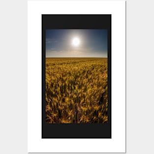 Wheat field at sunset, sun in the frame Posters and Art